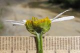 Pyrethrum parthenifolium. Корзинка и часть побега в разрезе. Краснодарский край, Абинский р-н, окр. станицы Эриванская, обрывистый берег р. Абин, мелкощебнистая осыпь. 09.08.2015.