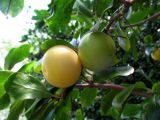 Dovyalis caffra