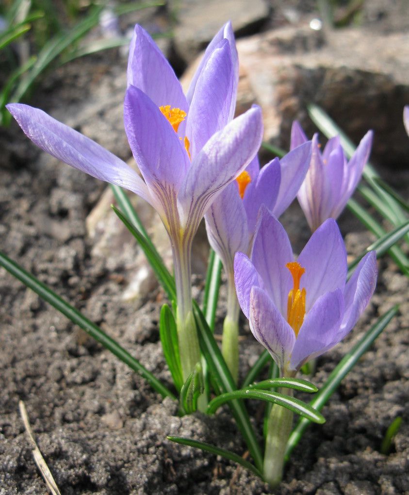 Изображение особи Crocus etruscus.