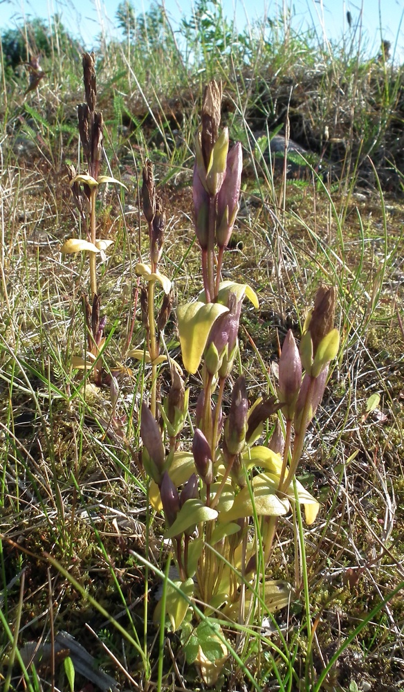 Image of Gentianella lingulata specimen.