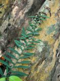 Pothos scandens. Верхушка побега на досковидном корне дерева. Андаманские острова, остров Хейвлок, влажный тропический лес. 01.01.2015.