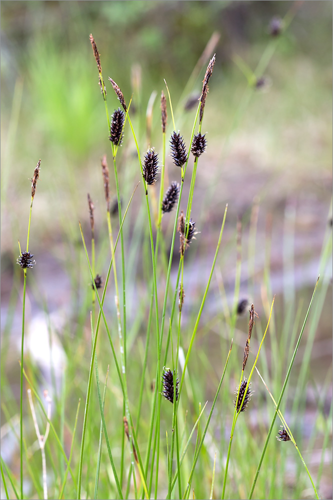 Изображение особи род Carex.