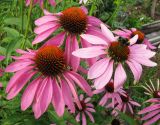 Echinacea purpurea
