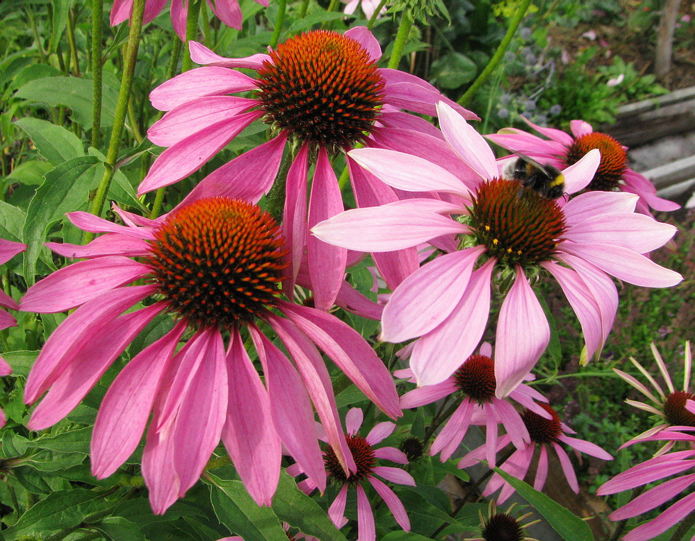 Изображение особи Echinacea purpurea.