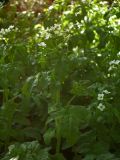 Cardamine amara