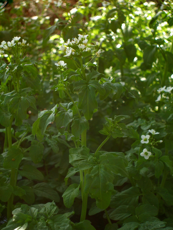 Изображение особи Cardamine amara.