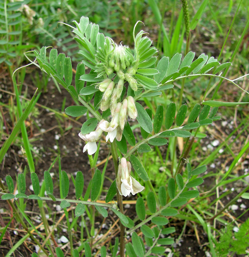 Image of Vicia pannonica specimen.
