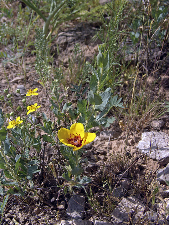 Image of Rosa persica specimen.