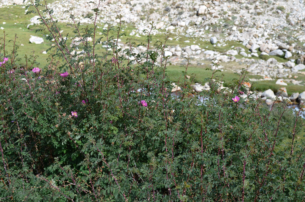 Image of Rosa webbiana specimen.