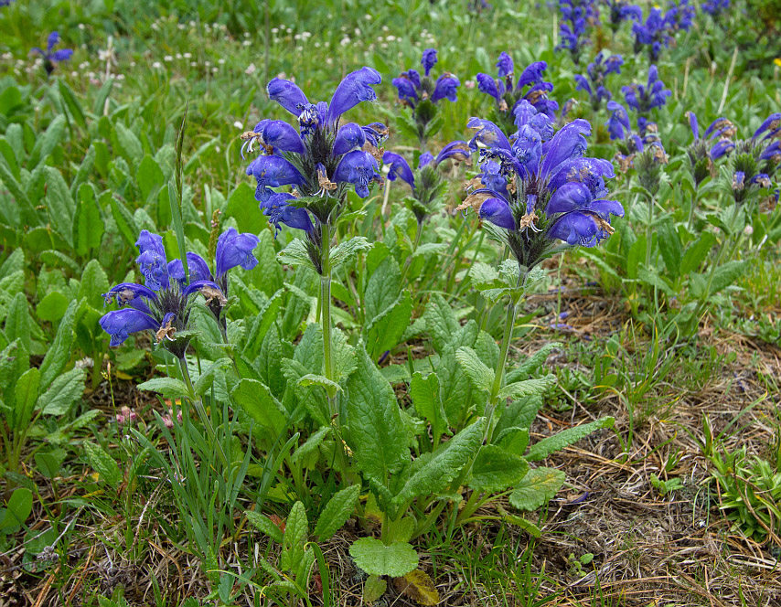 Изображение особи Dracocephalum grandiflorum.