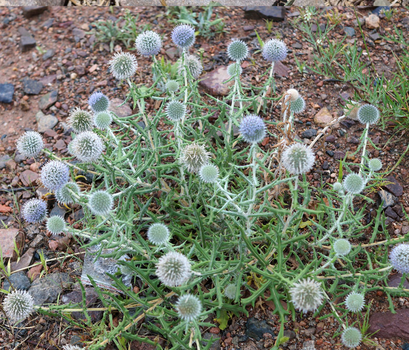 Изображение особи Echinops nanus.