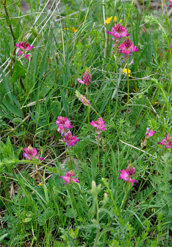Изображение особи Onobrychis biebersteinii.