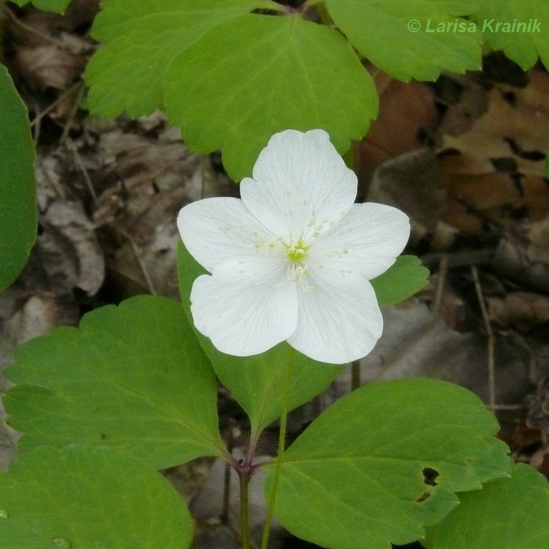 Изображение особи Anemone udensis.