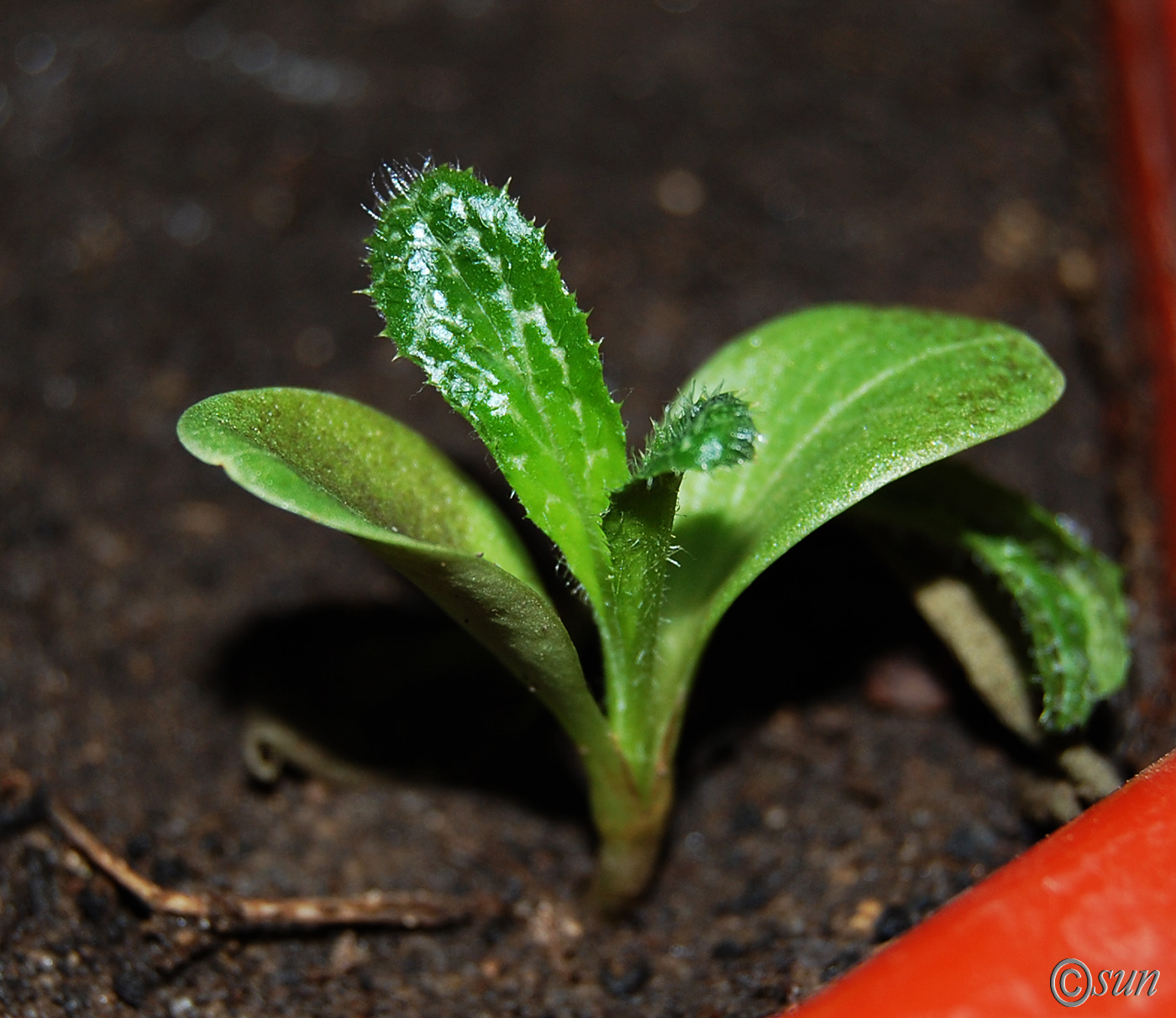 Изображение особи Silybum marianum.