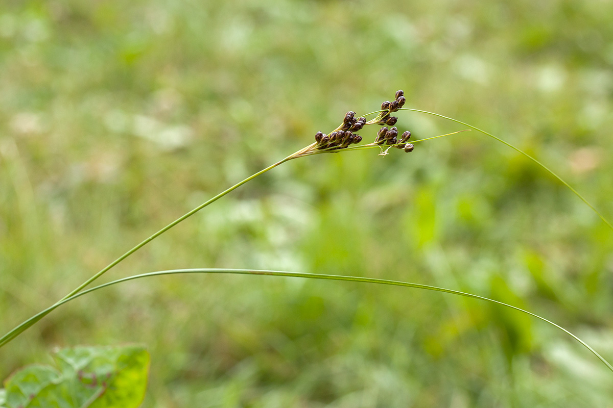 Image of Juncus compressus specimen.