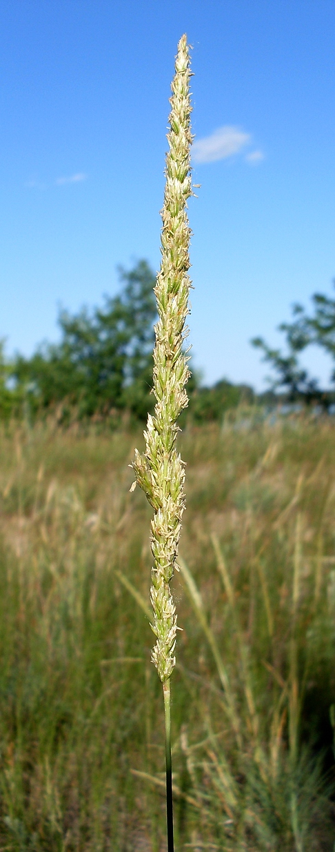 Изображение особи Koeleria sabuletorum.