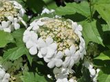 Viburnum opulus