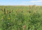 Rumex thyrsiflorus