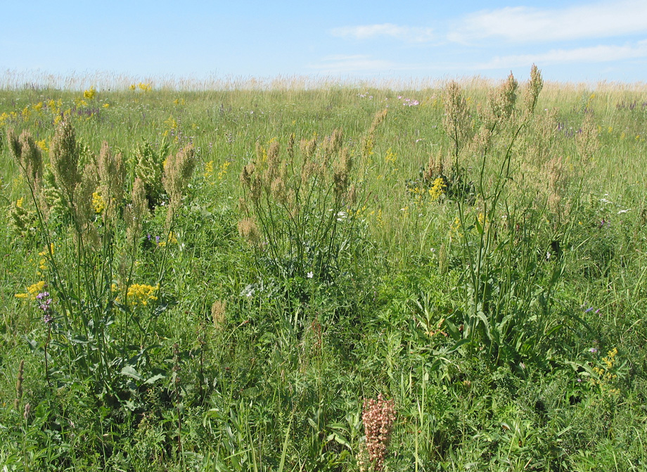 Изображение особи Rumex thyrsiflorus.