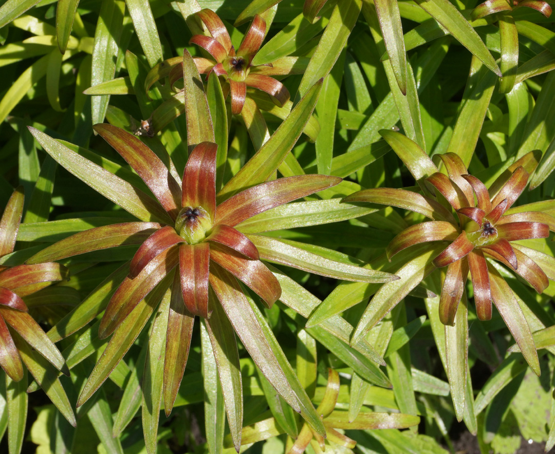 Image of Lilium pensylvanicum specimen.
