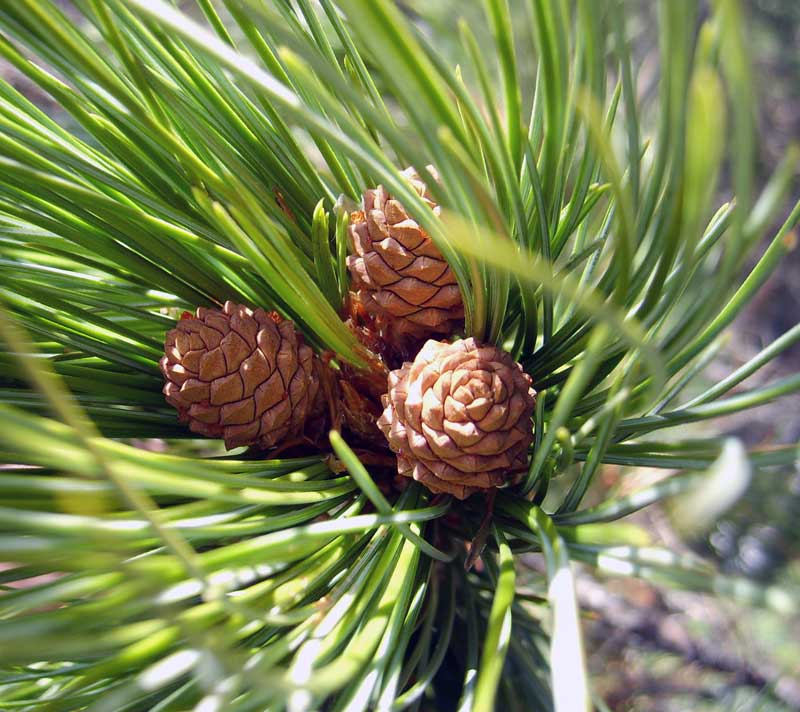 Изображение особи Pinus sibirica.