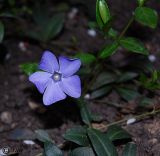 Vinca minor