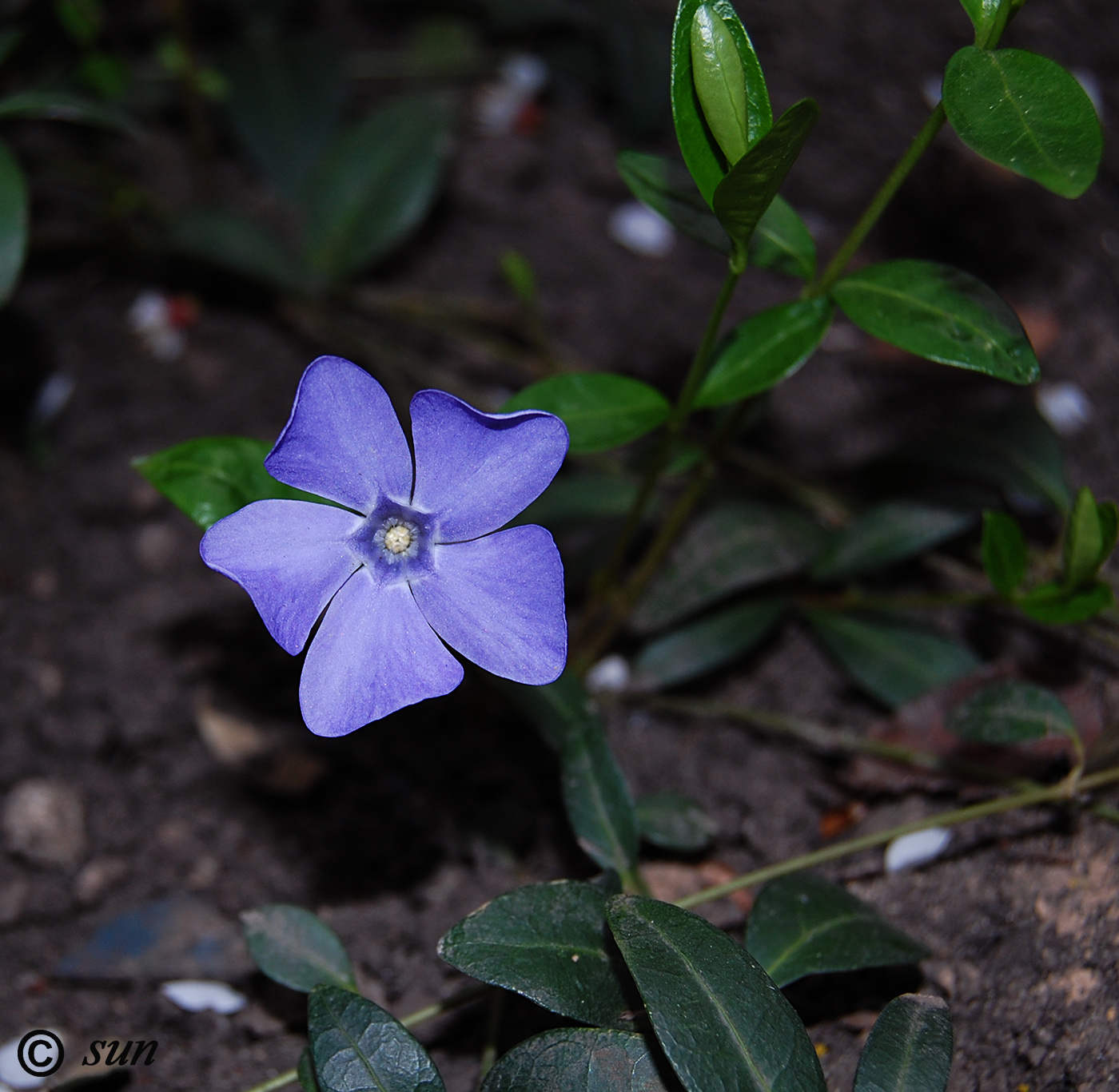 Изображение особи Vinca minor.