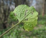 Image of taxon representative. Author is Геннадий Окатов