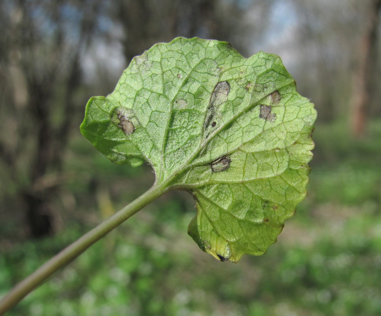 Image of Alliaria petiolata specimen.