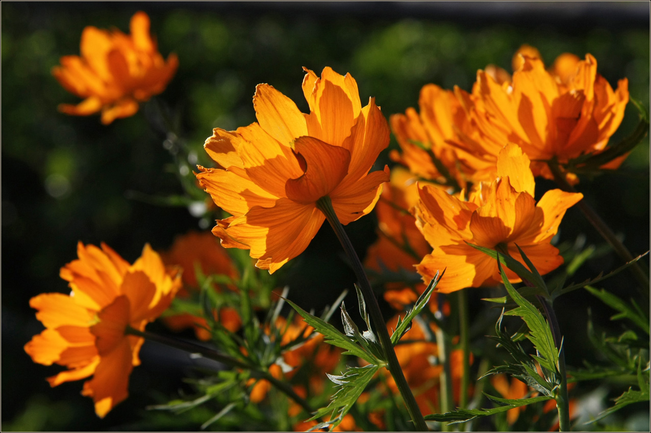 Изображение особи Trollius asiaticus.