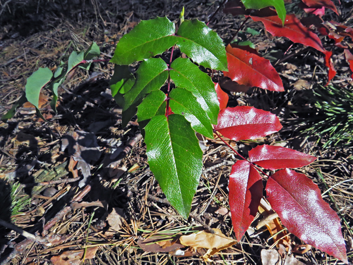 Изображение особи Mahonia aquifolium.