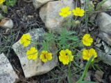 Potentilla heptaphylla