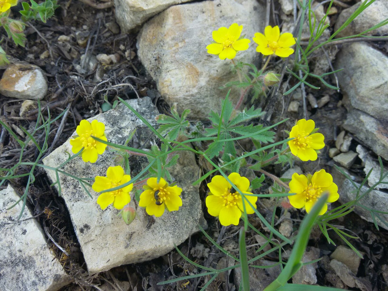 Изображение особи Potentilla heptaphylla.