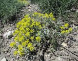 Odontarrhena tortuosa