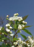 Exochorda serratifolia