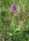 Dactylorhiza majalis