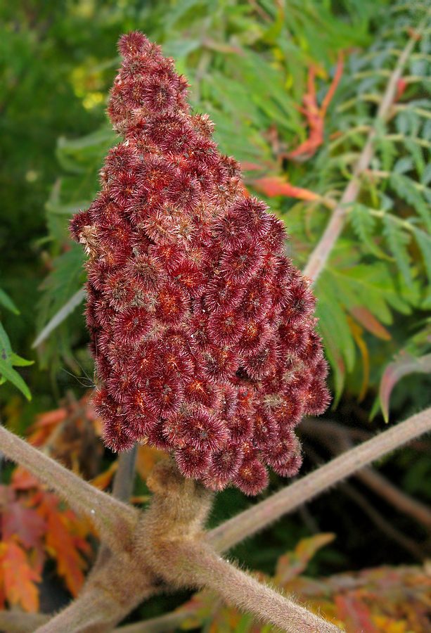 Image of Rhus typhina f. dissecta specimen.