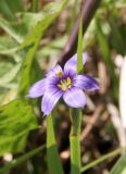 Sisyrinchium septentrionale