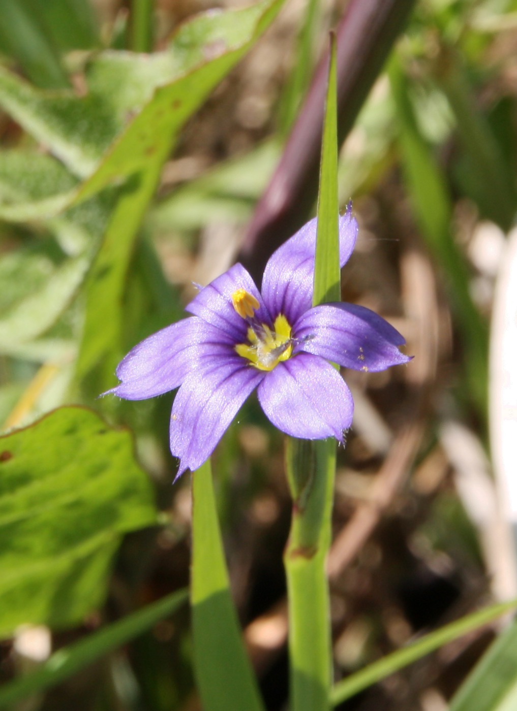 Изображение особи Sisyrinchium septentrionale.