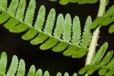 Dryopteris sichotensis. Часть вайи. Приморский край, Дальнегорский городской округ, окр. с. Каменка, Прямая Падь, крутой северо-восточный склон, пихтарник зеленомошный с участием кедра корейского и берёзы ребристой. 11.06.2016.