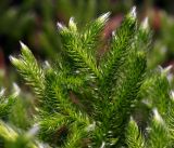 Lycopodium clavatum. Молодые побеги. Владимирская обл., Киржачский р-н, окр. деревни Митино 25.06.2016.