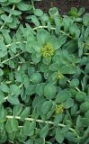 род Rhodiola