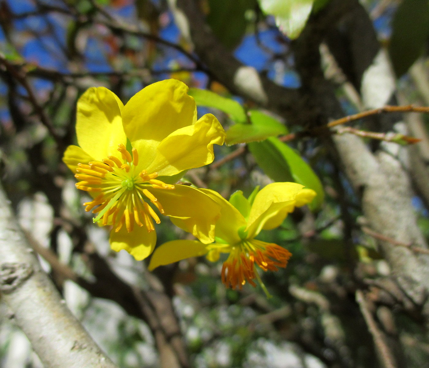 Изображение особи Ochna serrulata.