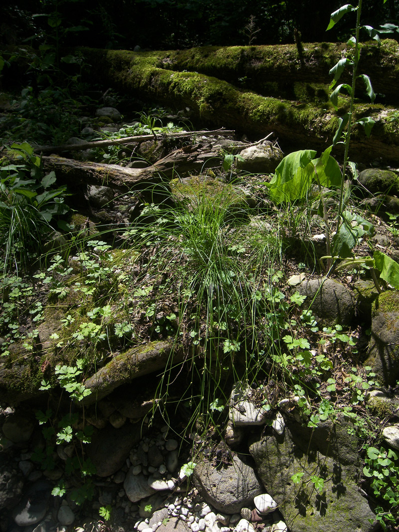 Image of Carex remota specimen.