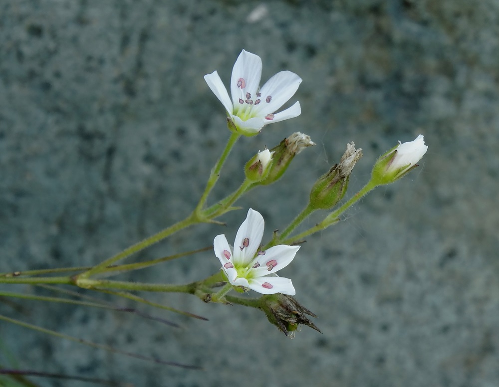 Image of Eremogone juncea specimen.