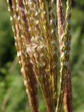 Miscanthus purpurascens