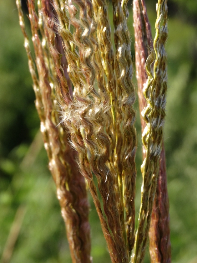 Image of Miscanthus purpurascens specimen.