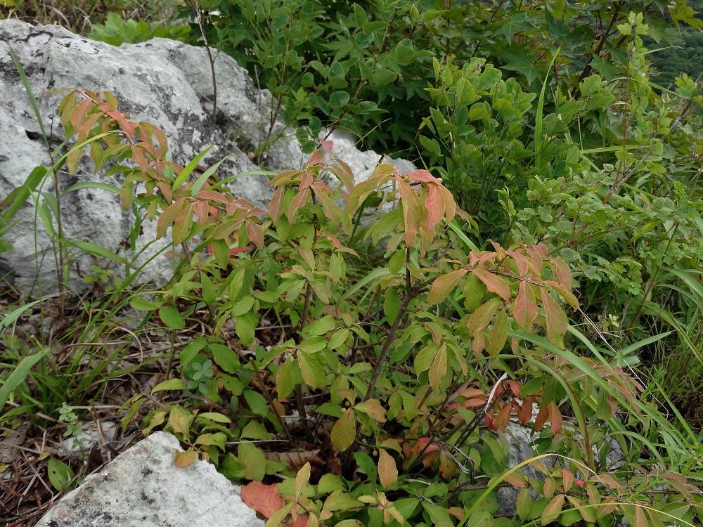 Image of Euonymus sacrosanctus specimen.