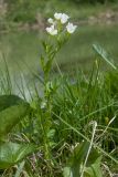 Cardamine amara. Цветущее растение. Ленинградская обл., Гатчинский р-н, окр. пос. Пудость, луг в старом травертиновом карьере, берег р. Ижора. 04.06.2016.