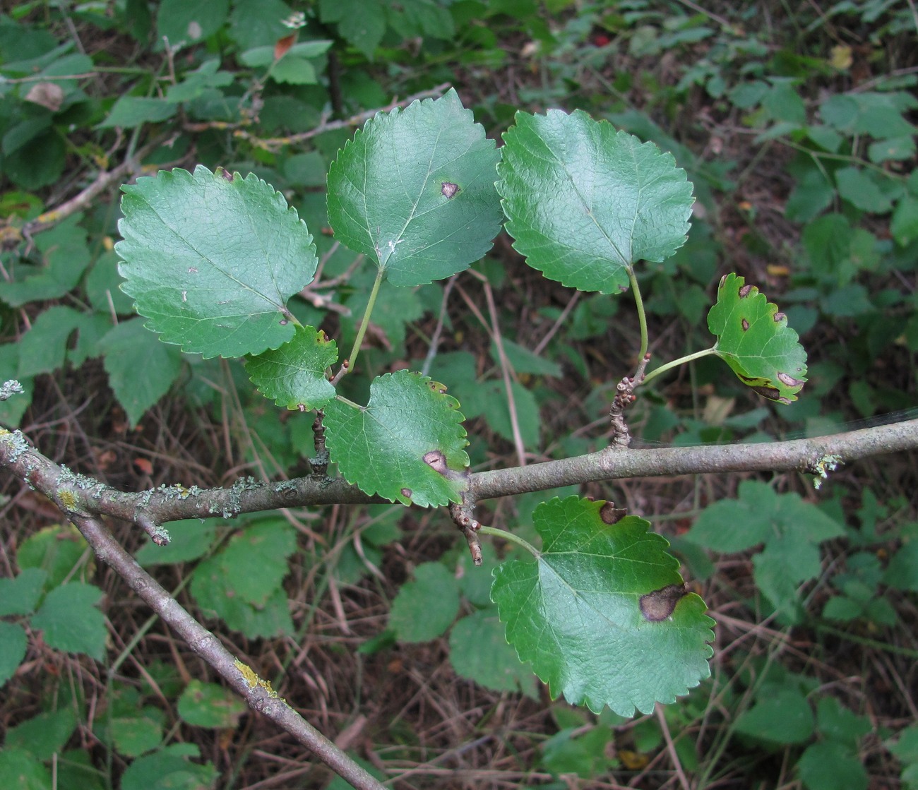 Изображение особи Morus alba.